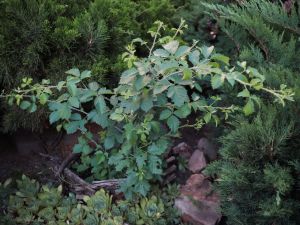 Приглашаем прогуляться по Библейскому саду!