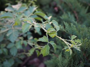Приглашаем прогуляться по Библейскому саду!