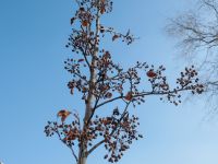 Озеленение Георгиевского парка