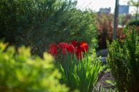 Георгиевский сад Георгиевский сад