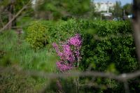 Георгиевский сад Георгиевский сад