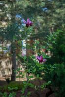 Георгиевский сад Георгиевский сад