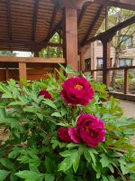 Георгиевский сад Георгиевский сад