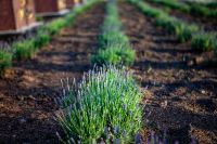 Лавандовая Аллея Славы