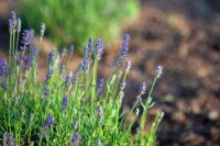 Лавандовая Аллея Славы