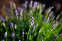 Лавандовая Аллея Славы