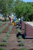 Лавандовая Аллея Славы