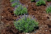 Лавандовая Аллея Славы