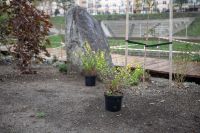 Посадка растений в Георгиевском саду