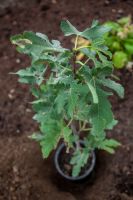 Посадка растений в Георгиевском саду