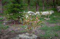 Посадка растений в Георгиевском саду