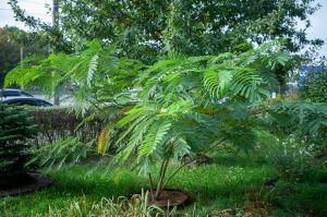 Зацвела акация ленкоранская