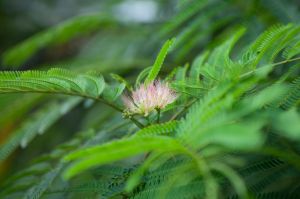 Зацвела акация ленкоранская