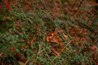 Время радоваться осенним краскам на нашем приходе!