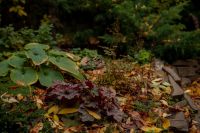 Время радоваться осенним краскам на нашем приходе!