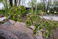 Пасхальные клумбы