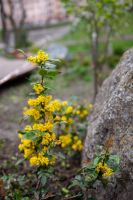 Пасхальные клумбы