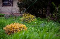 Пасхальные клумбы