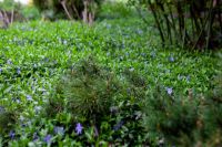 Пасхальные клумбы