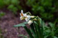 Пасхальные клумбы