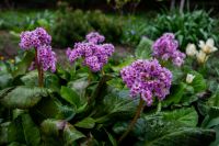 Пасхальные клумбы