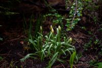 Пасхальные клумбы