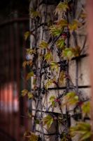 Пасхальные клумбы