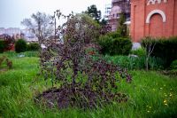 Пасхальные клумбы