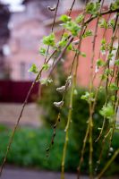 Пасхальные клумбы