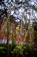 Пасхальные клумбы