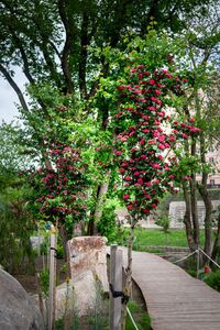 Боярышник Пауль Скарлет или Барыня-дерево