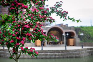Боярышник Пауль Скарлет или Барыня-дерево