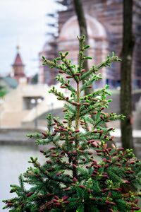 Ель обыкновенная