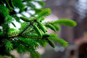 Ель обыкновенная