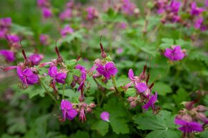 Герань луговая