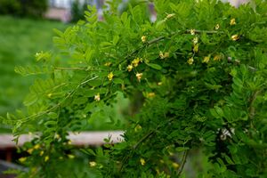 Карагана древовидная (Сибирская акация)