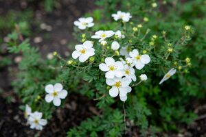 Лапчатка кустарниковая или курильский чай