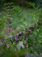 Последние теплые деньки