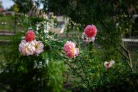 Последние теплые деньки