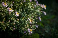 Долгожданная осень на приходе