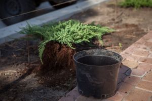 Новые клумбы