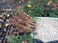 Пополнение коллекции приходских растений