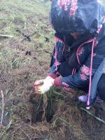 Пополнение коллекции приходских растений