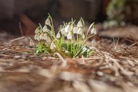 Жизнь жительствует