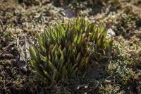 Жизнь жительствует