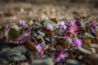 Жизнь жительствует