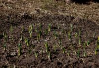 Жизнь жительствует