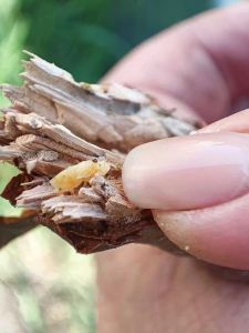 Озеленение Георгиевского парка