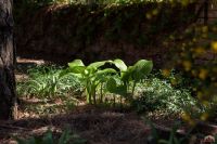 Георгиевский сад