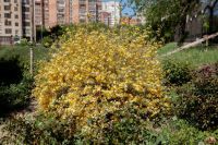 Георгиевский сад